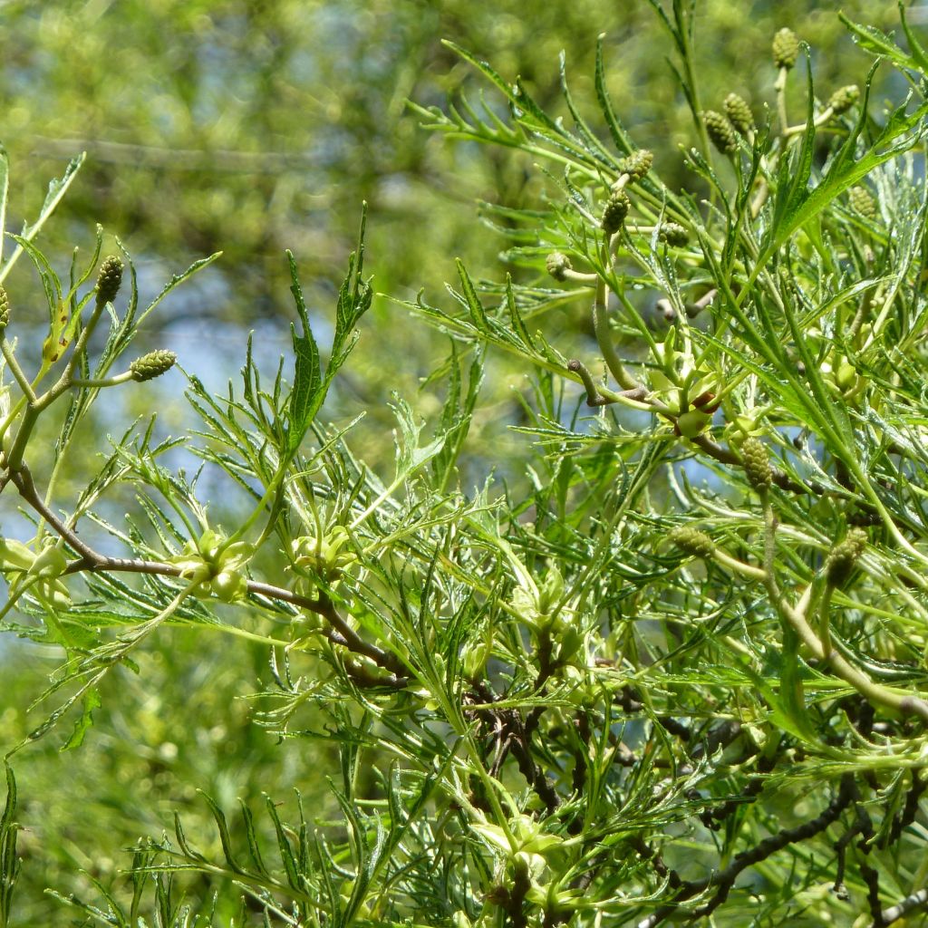 Alnus glutinosa Imperialis - Ontano nero