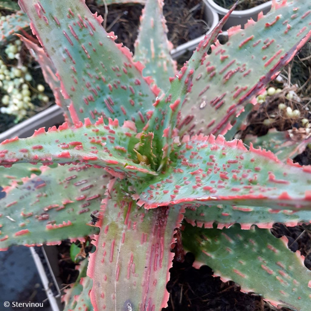 Aloe Christmas Carol