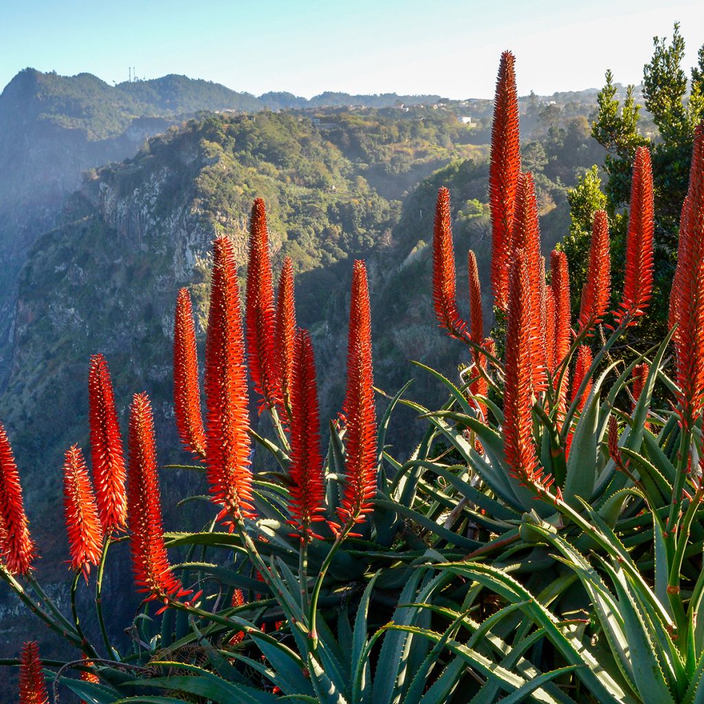 Aloe arborescens