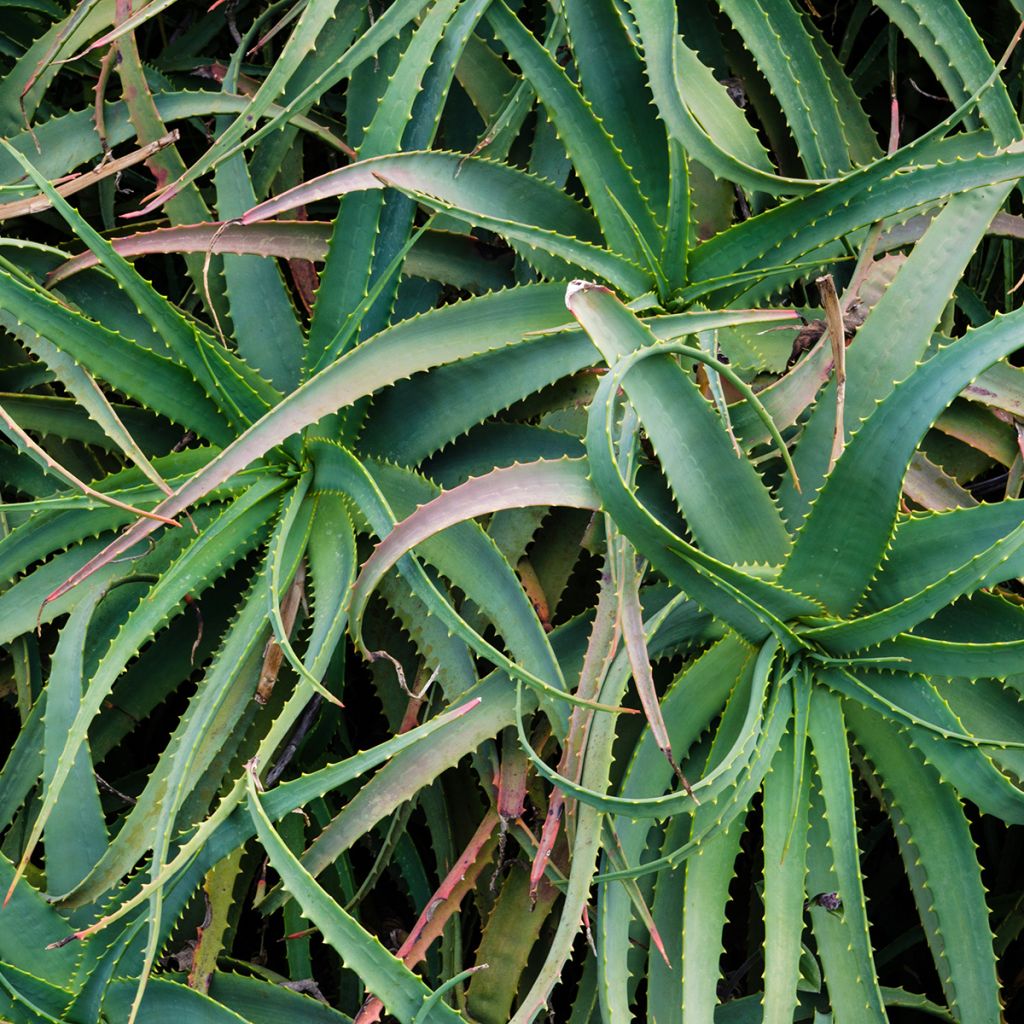 Aloe arborescens