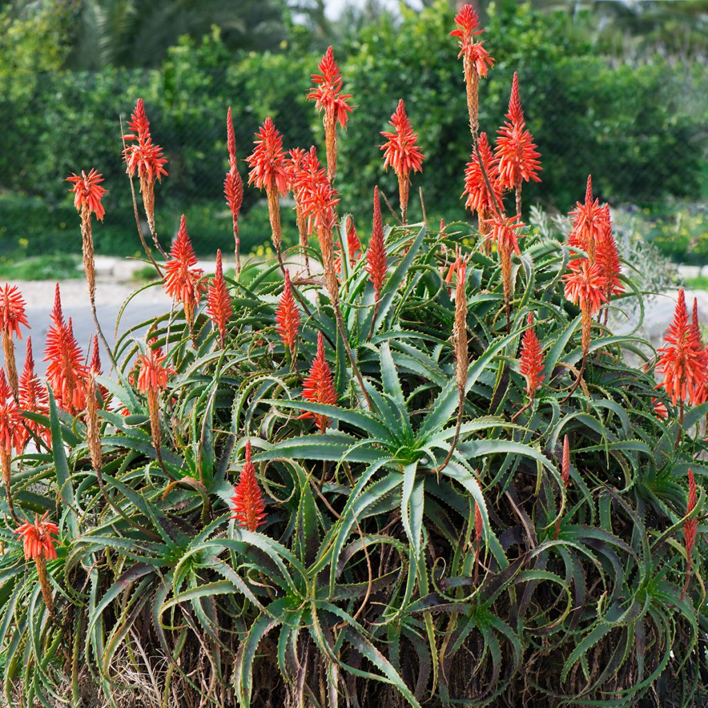 Aloe arborescens