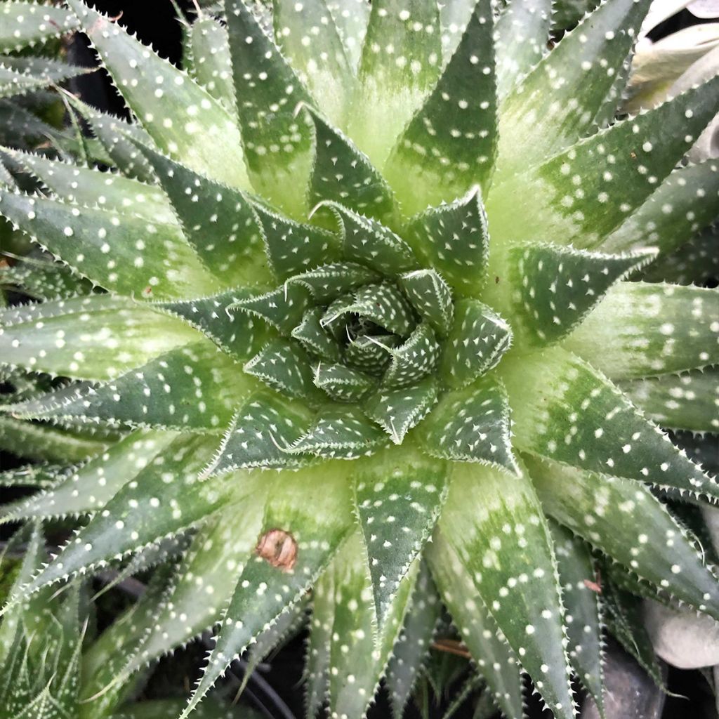 Aloe aristata - Aloe nain