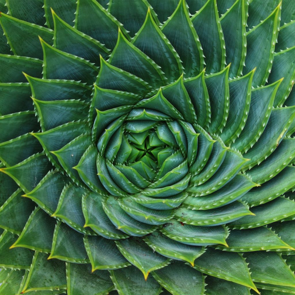 Aloe polyphylla - Aloes spirale