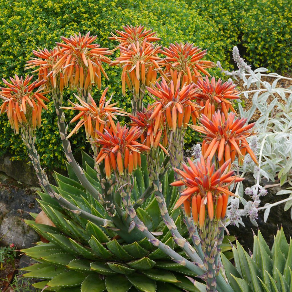 Aloe polyphylla - Aloe spirale