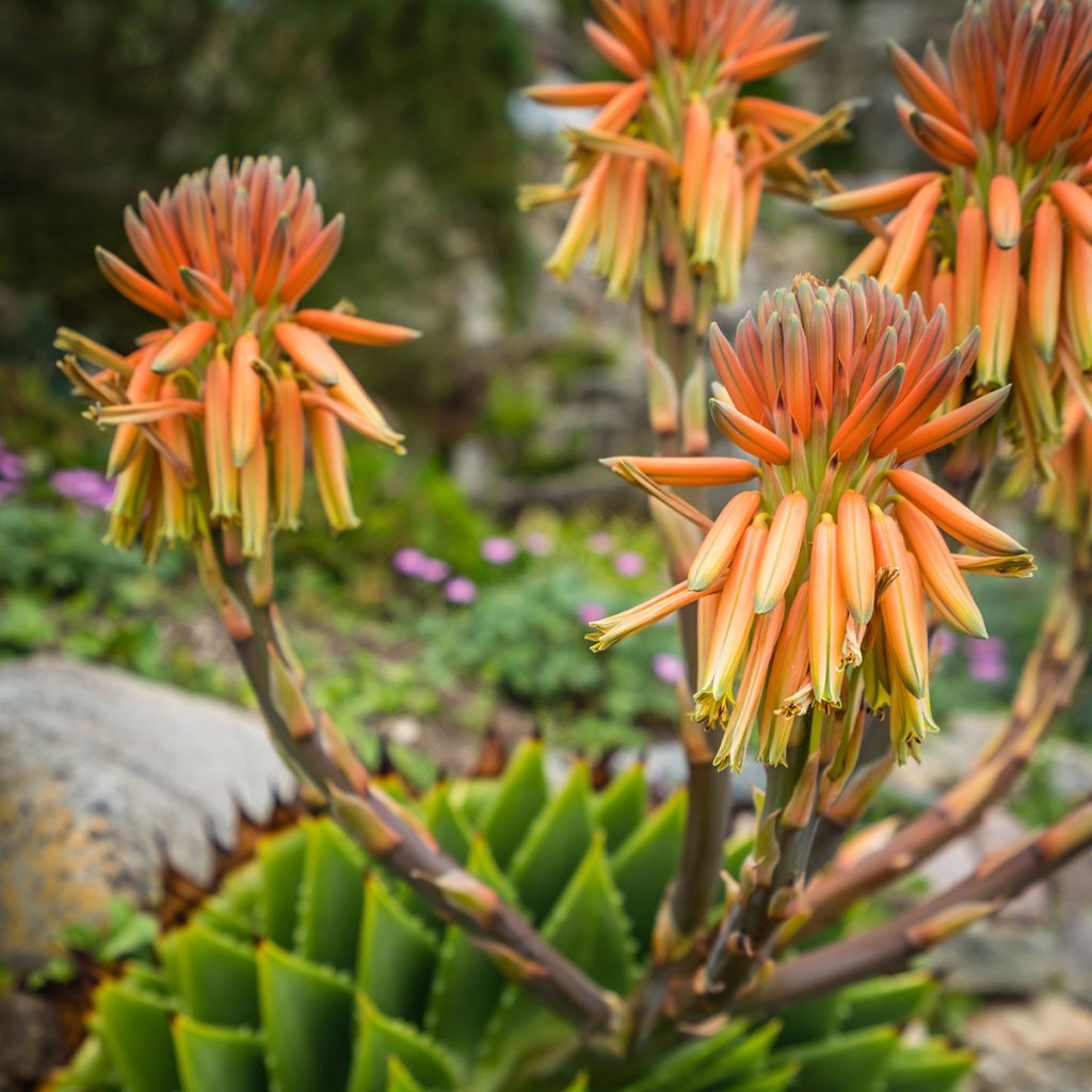 Aloe polyphylla - Aloe spirale