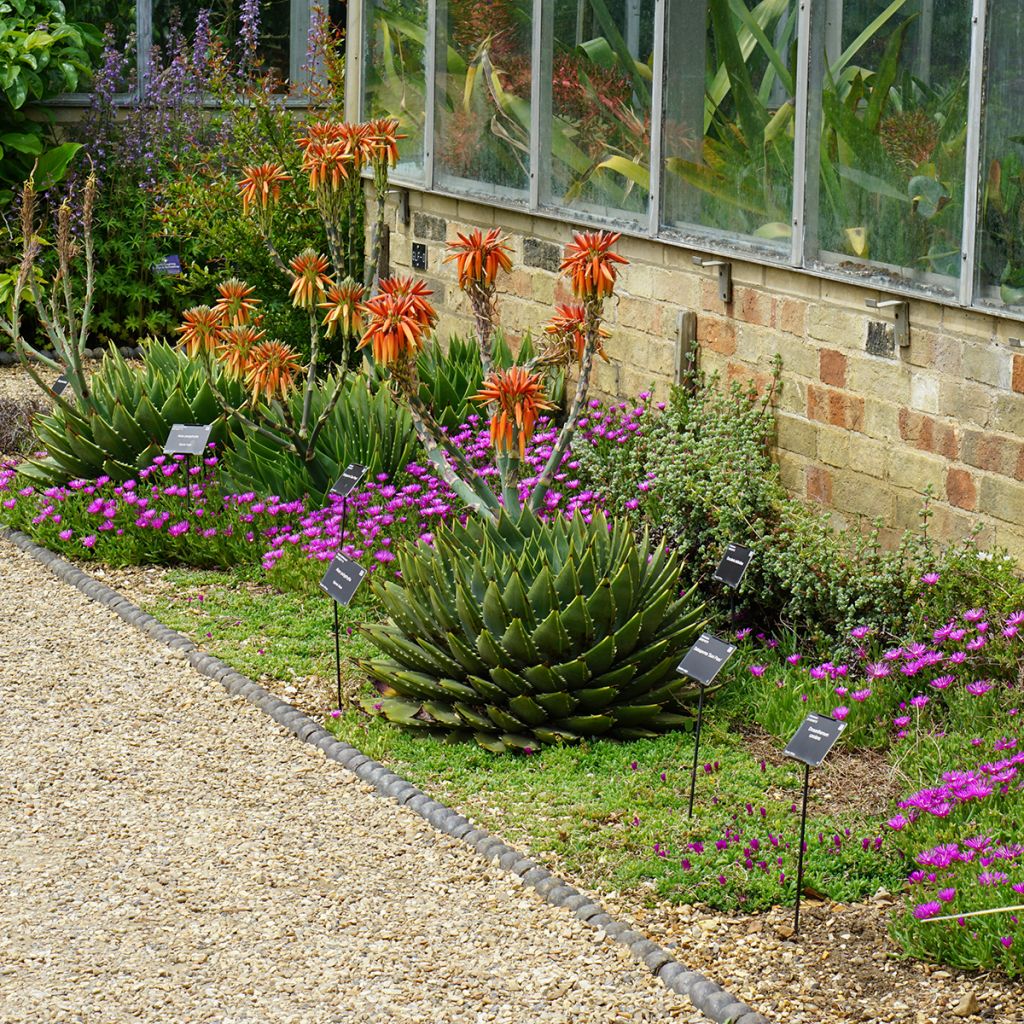 Aloe polyphylla - Aloe spirale