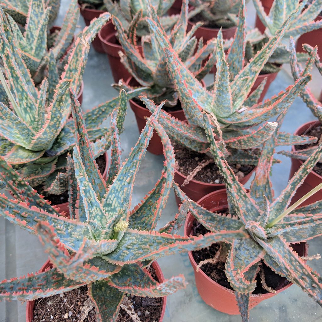 Aloe rauhii Cleopatra