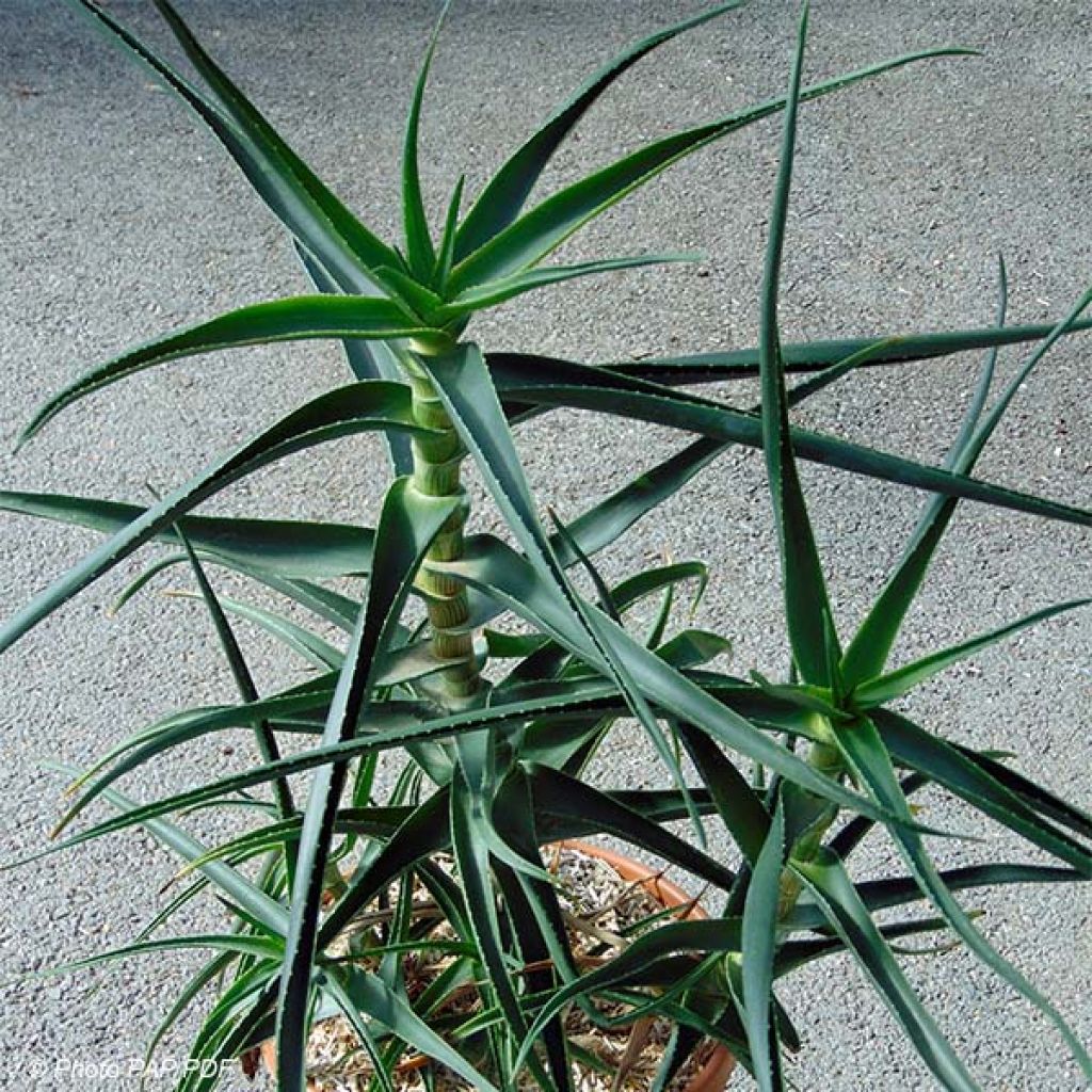 Aloe striatula - Aloès arbustif