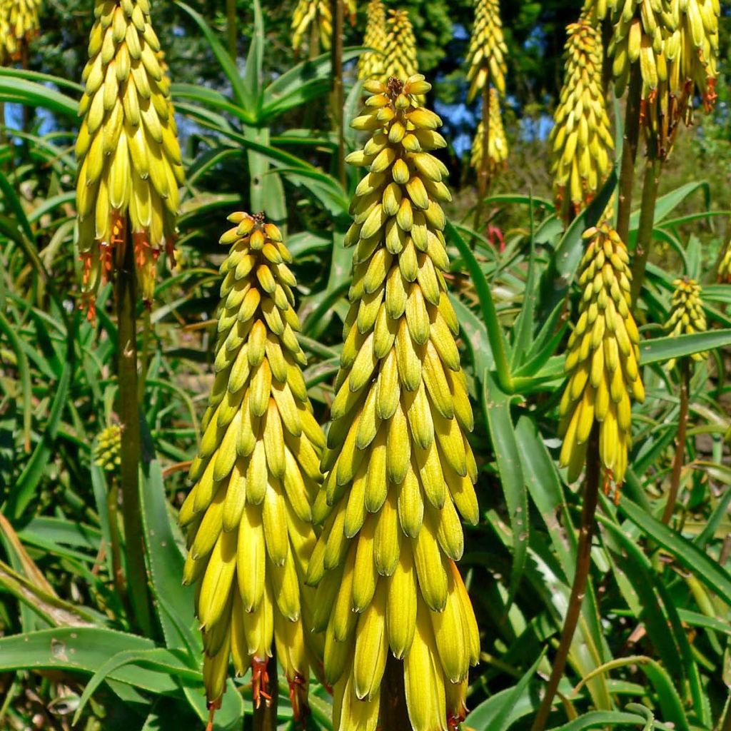 Aloe striatula - Aloès arbustif