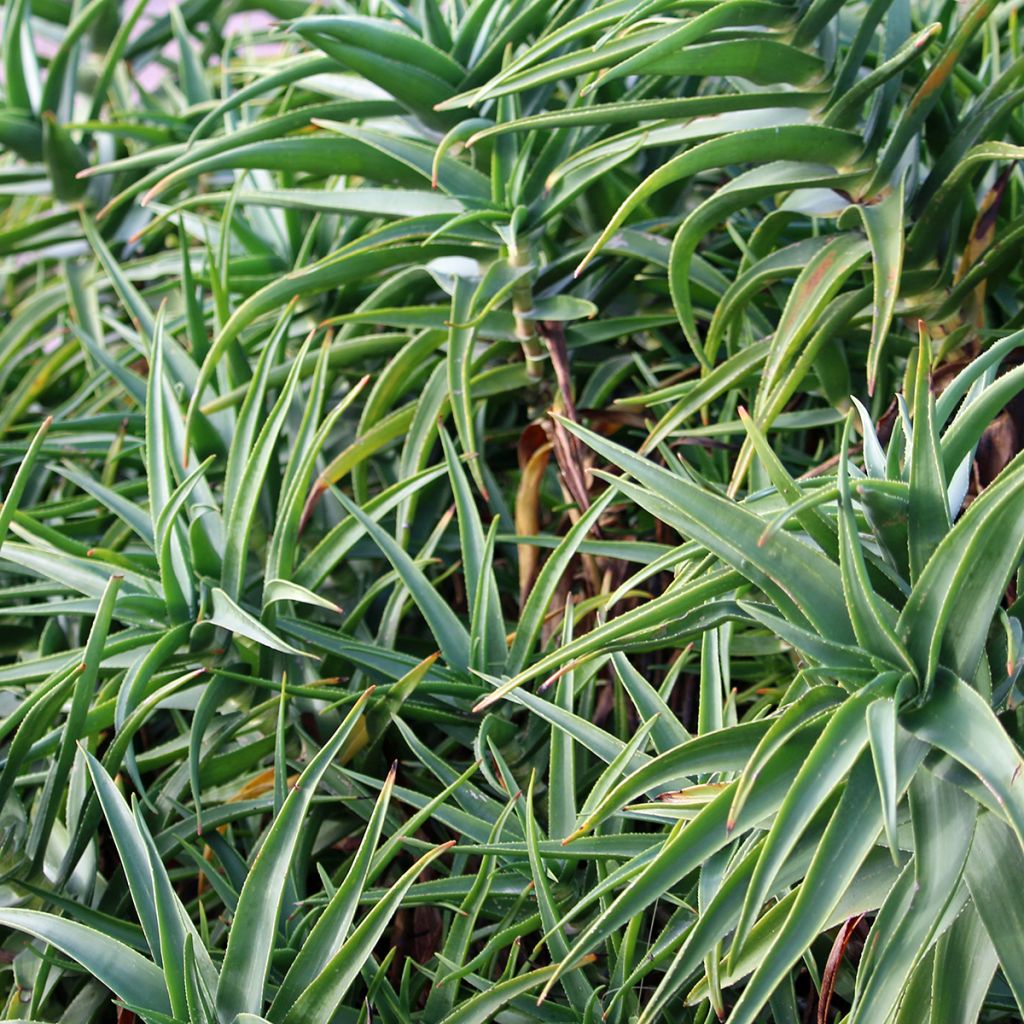 Aloe striatula