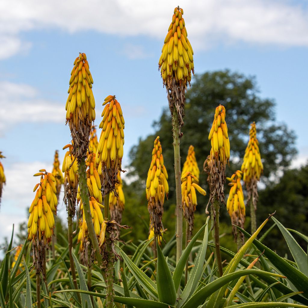 Aloe striatula