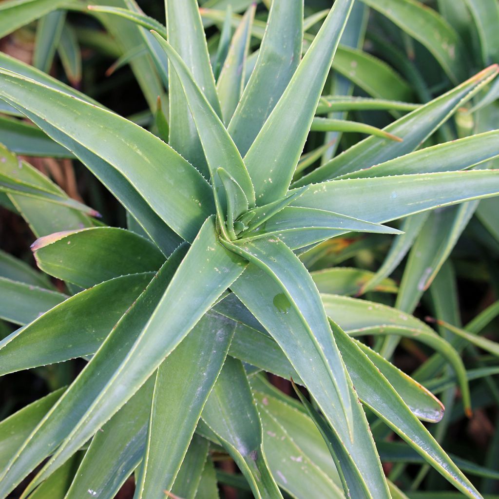 Aloe striatula