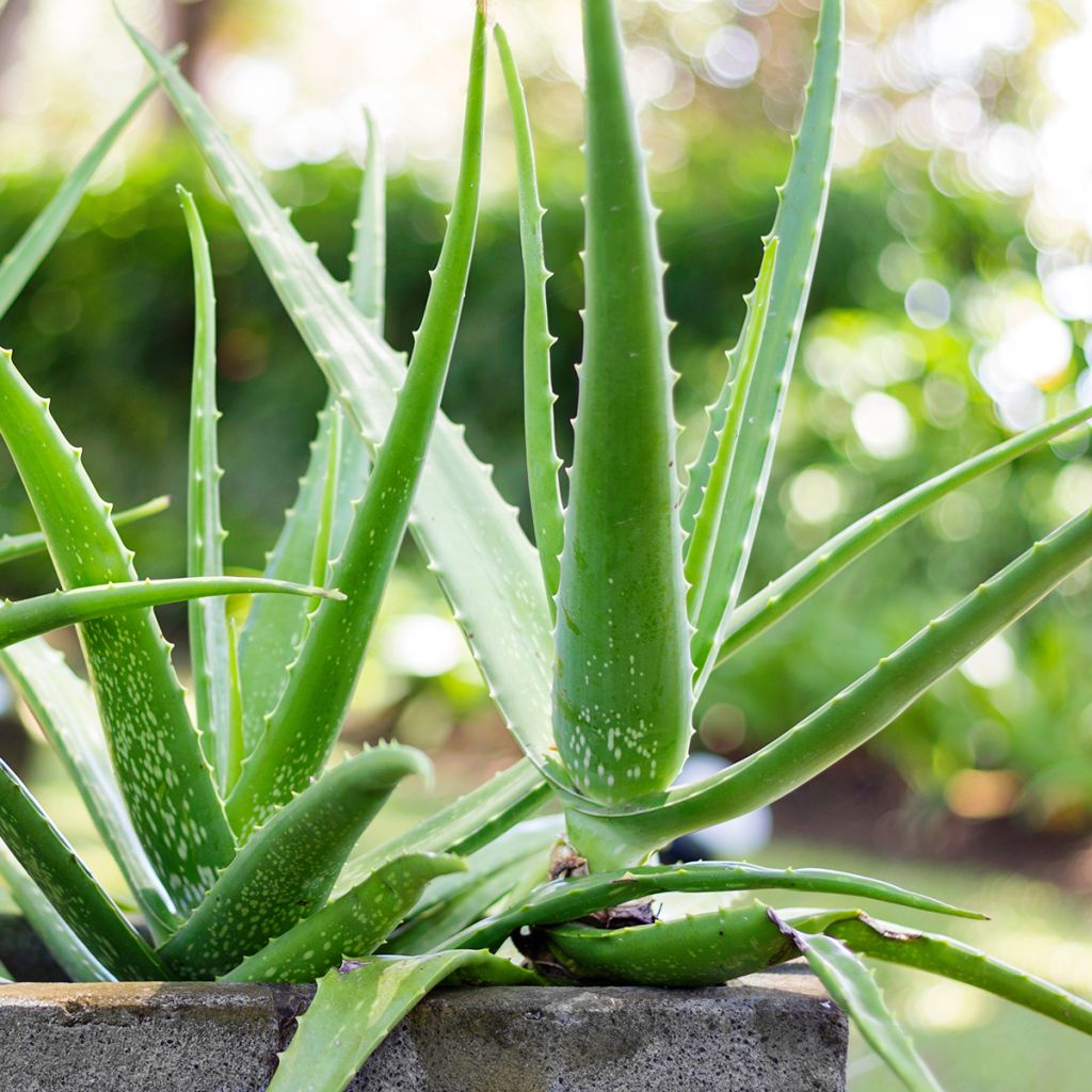 Aloe vera - Aloe delle Barbados