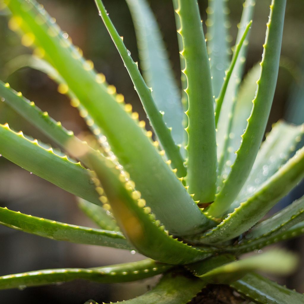 Aloe vera - Aloe delle Barbados