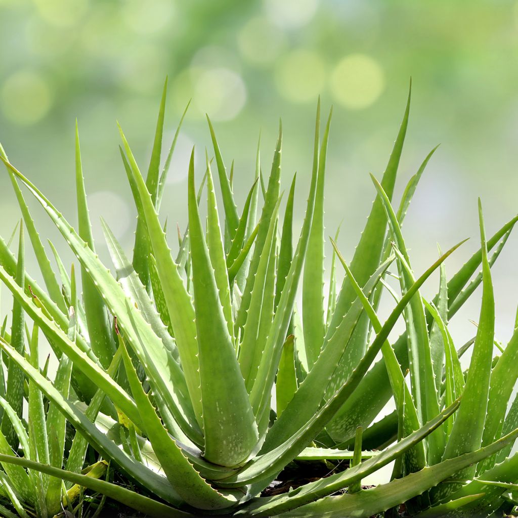 Aloe vera - Aloe delle Barbados