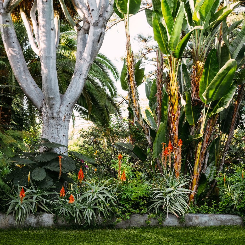 Aloe vera - Aloe delle Barbados