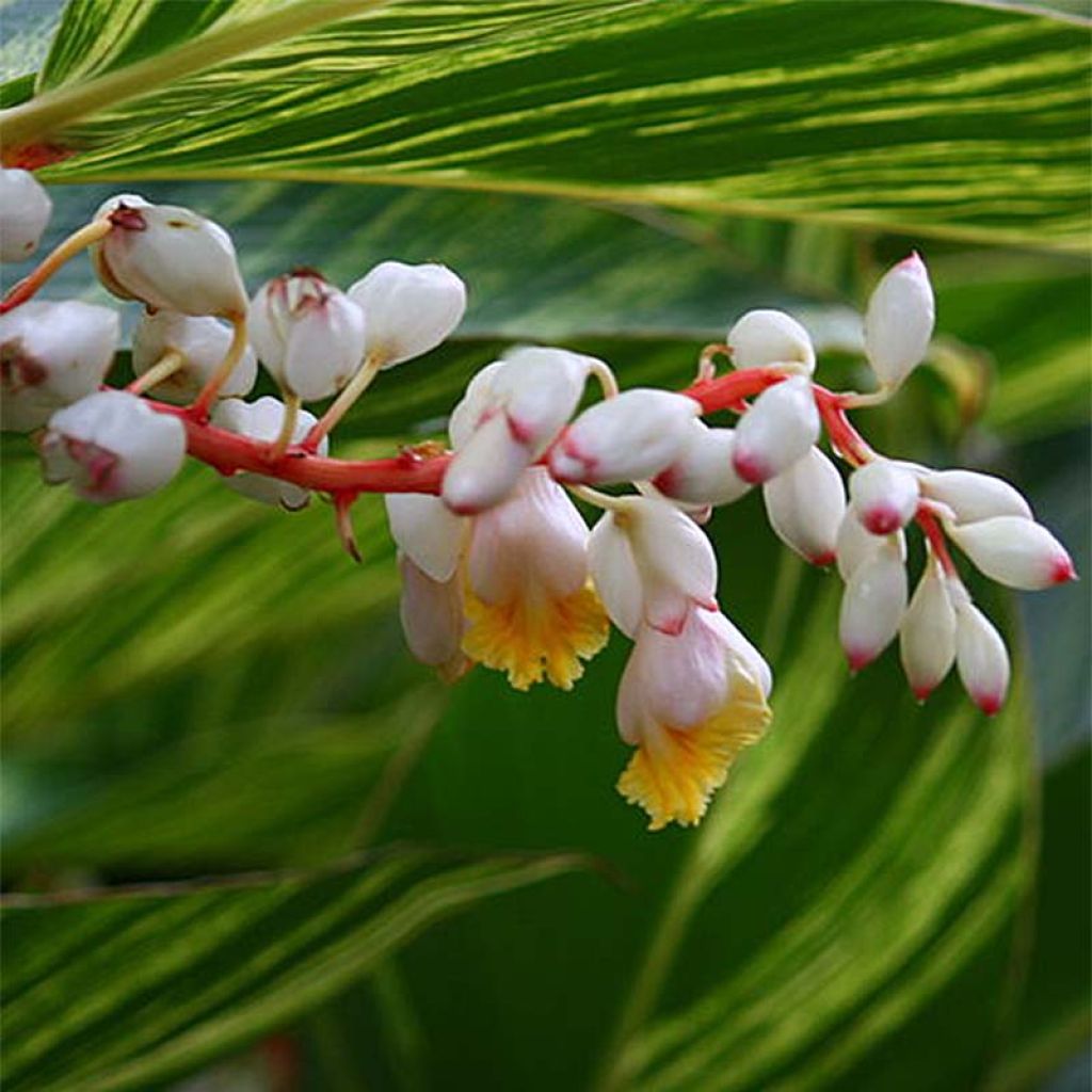 Alpinia zerumbet Variegata - Gingembre coquille panaché