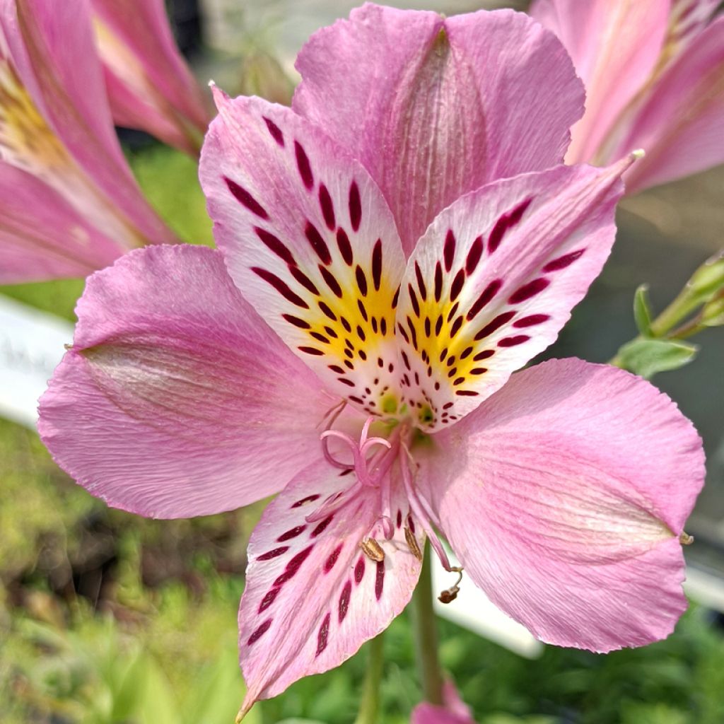 Alstroemeria Duc d'Anjou Charles