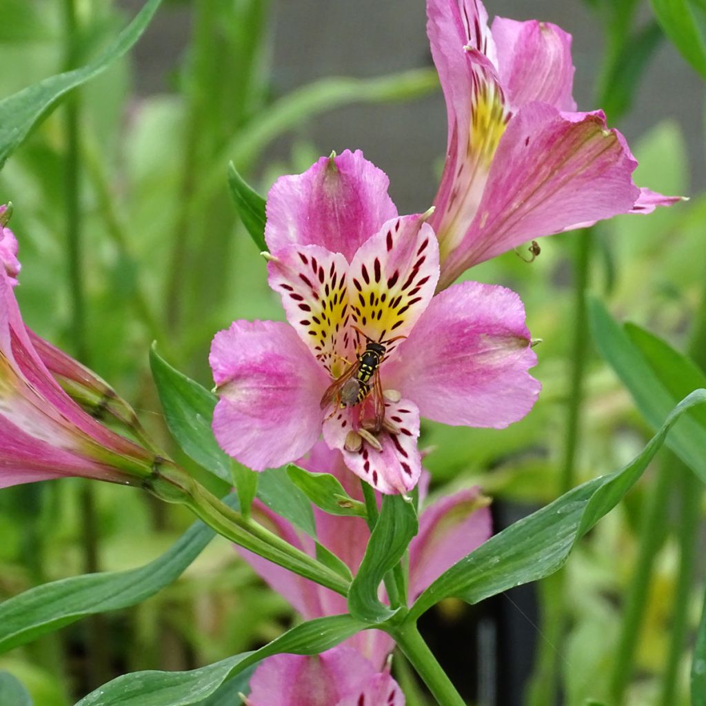 Alstroemeria Duc d'Anjou Charles