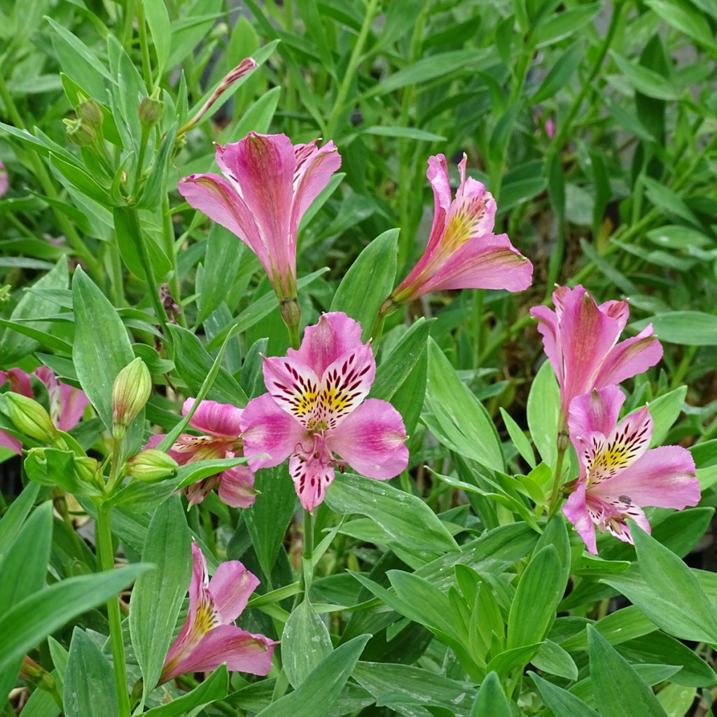 Alstroemeria Duc d'Anjou Charles