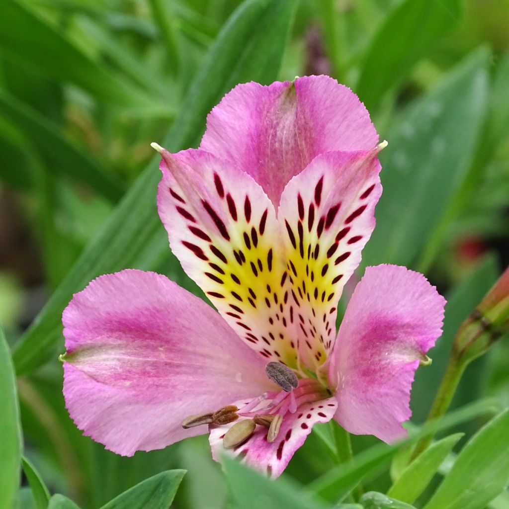 Alstroemeria Duc d'Anjou Charles