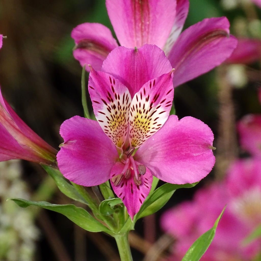 Alstroemeria Duc d'Anjou Edouard