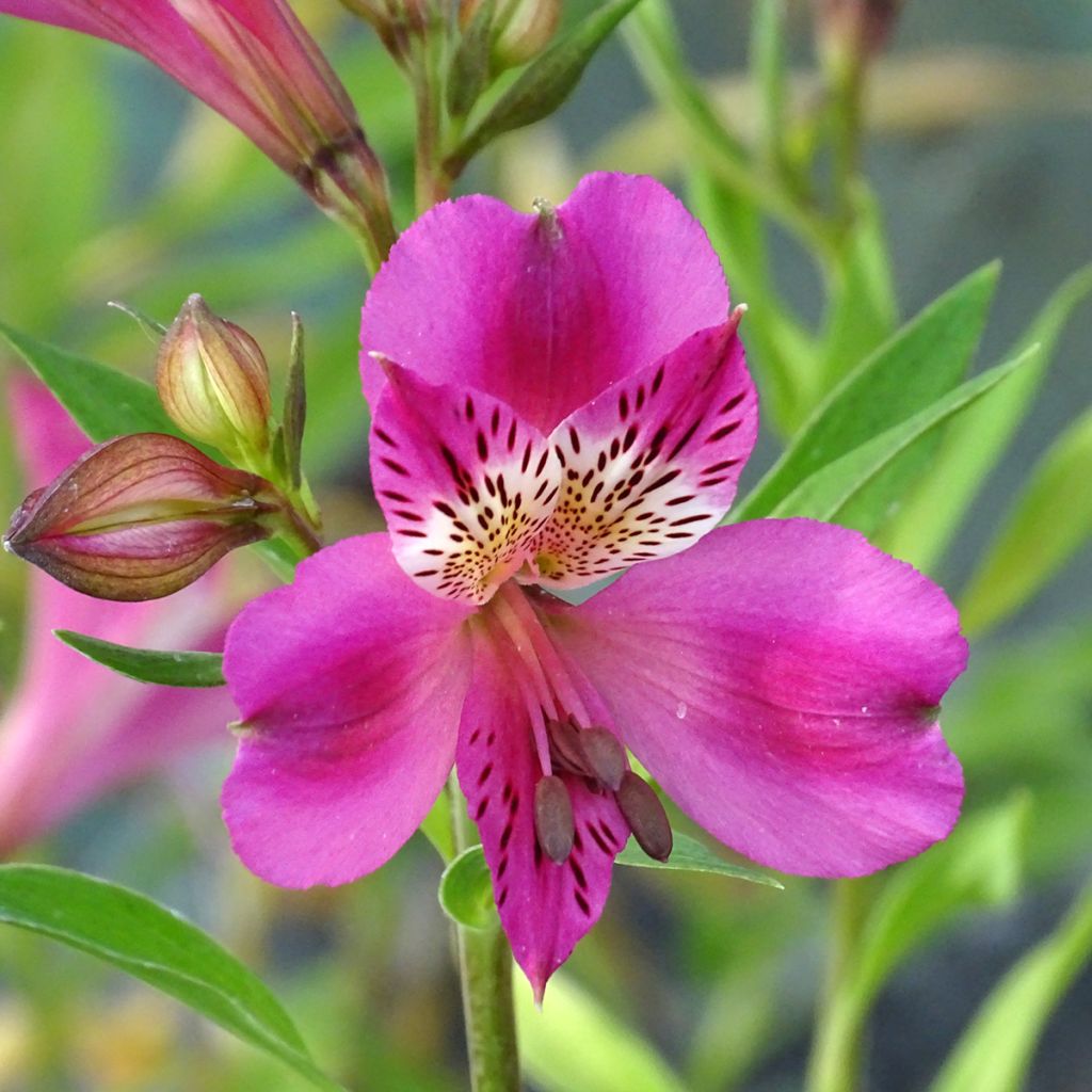 Alstroemeria Duc d'Anjou Edouard