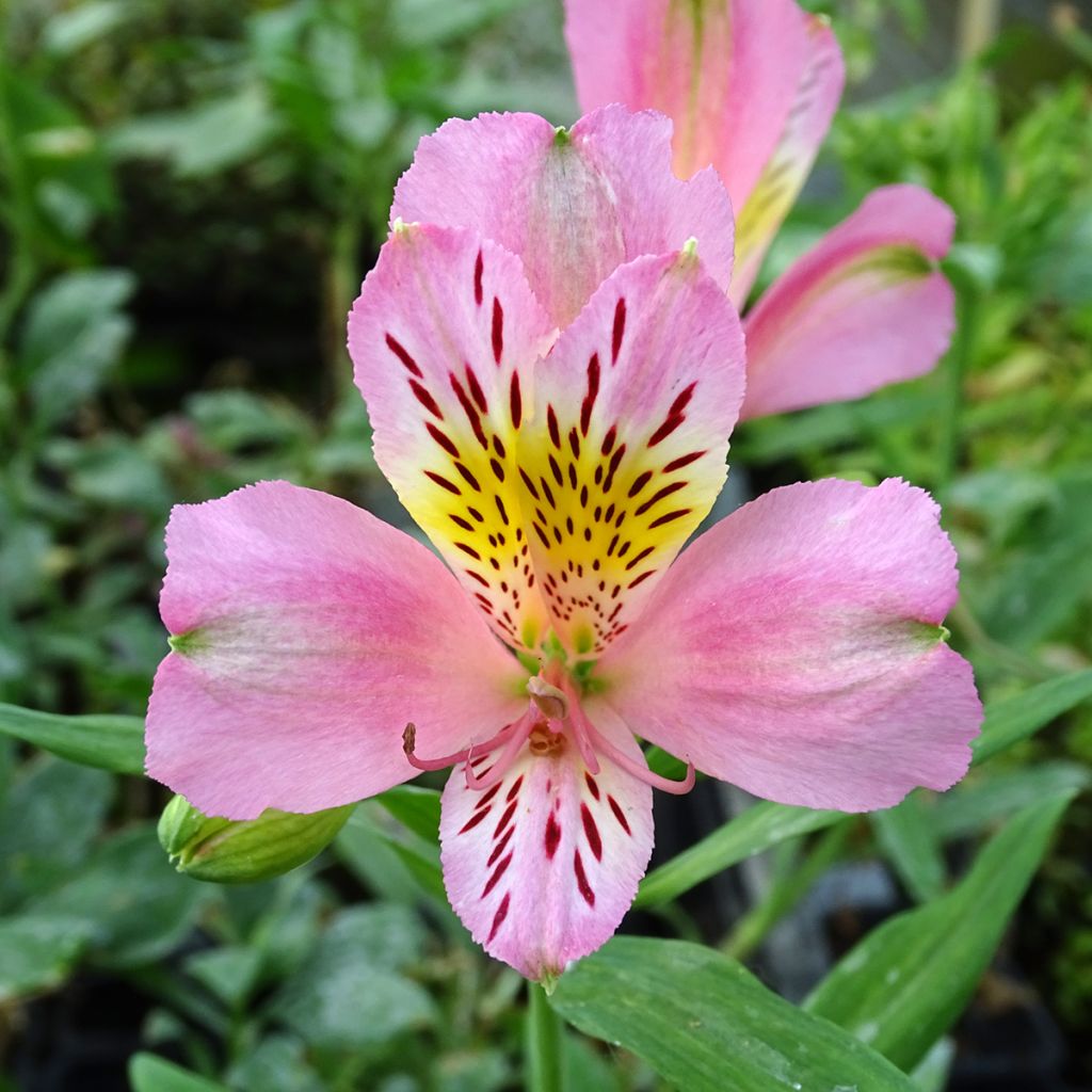 Alstroemeria Duc d'Anjou Pierre