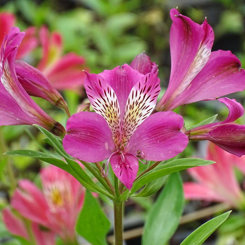 Alstroemeria Duchesses Isabelle