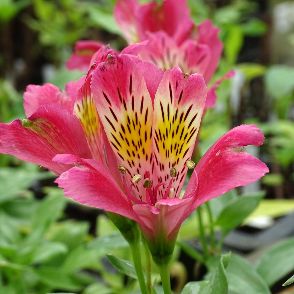 Alstroemeria Duchesses Isabelle