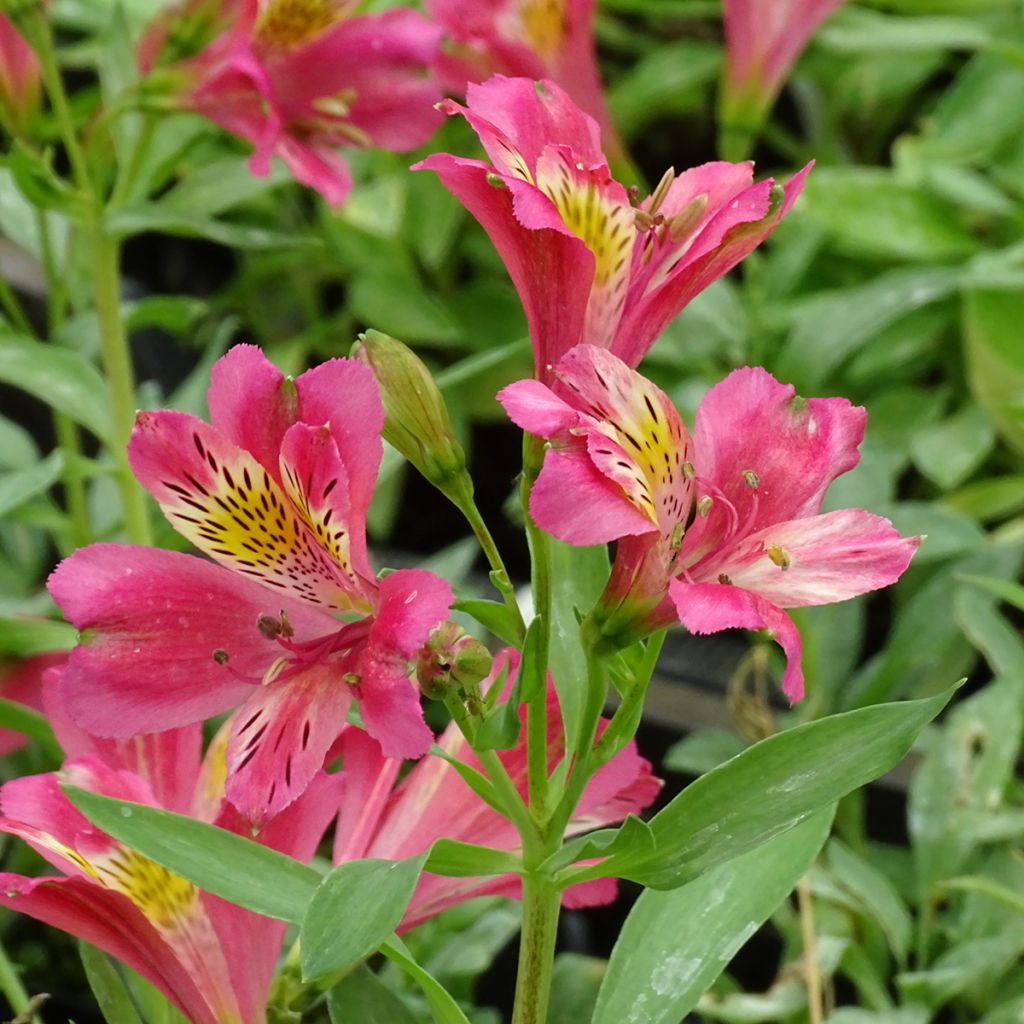 Alstroemeria Duchesses Isabelle