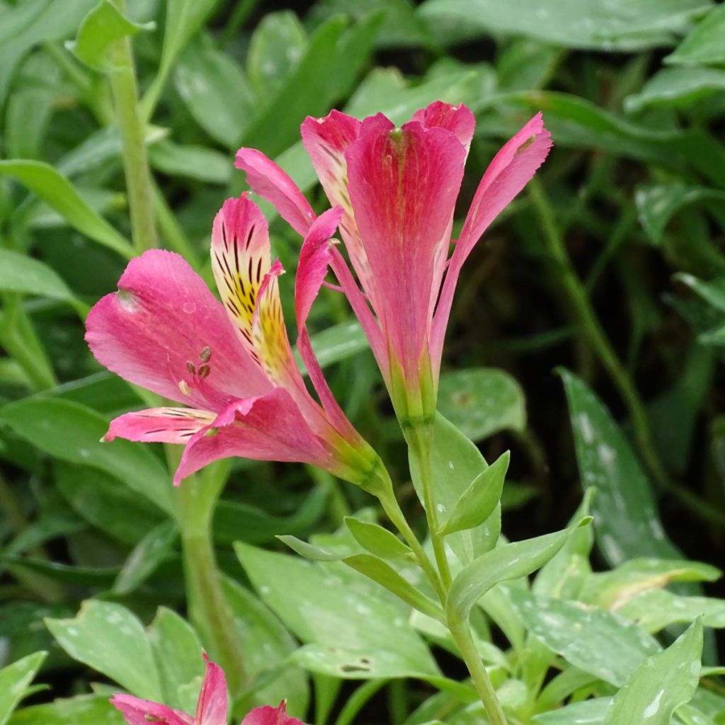 Alstroemeria Duchesses Isabelle