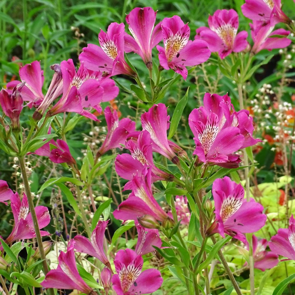 Alstroemeria Duc d'Anjou Edouard