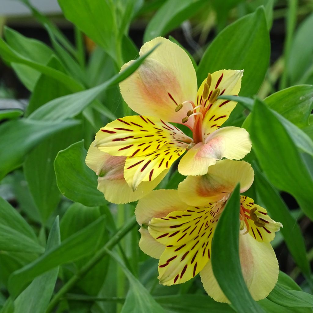 Alstroemeria Majestic Layon