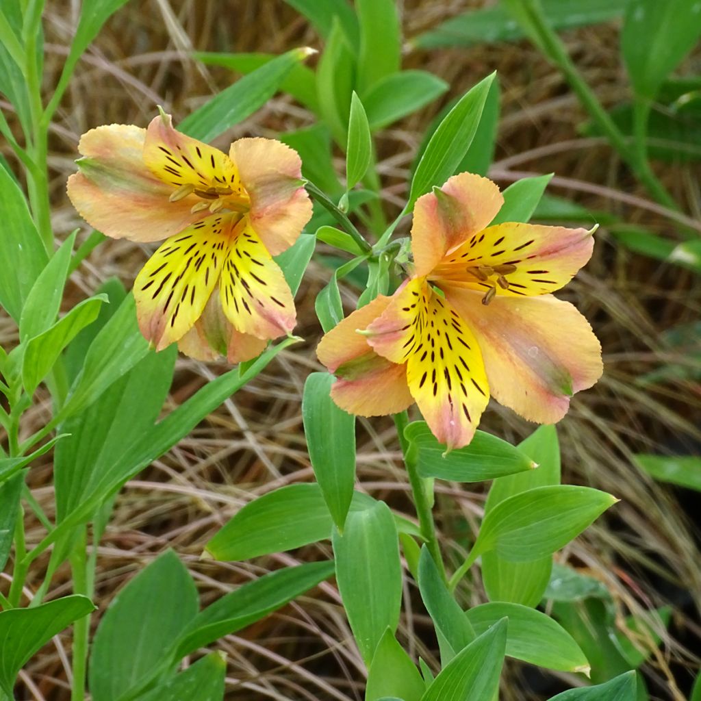 Alstroemeria Majestic Aubance