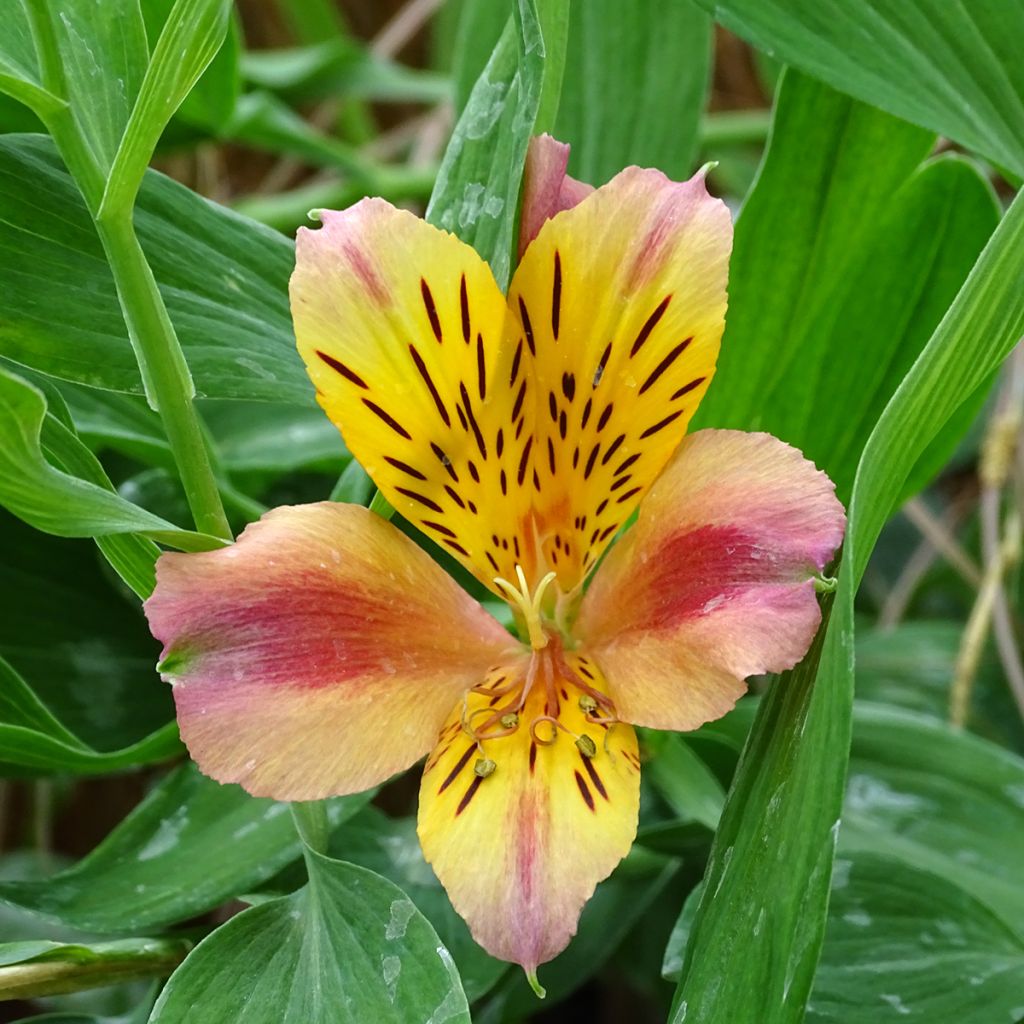 Alstroemeria Majestic Aubance