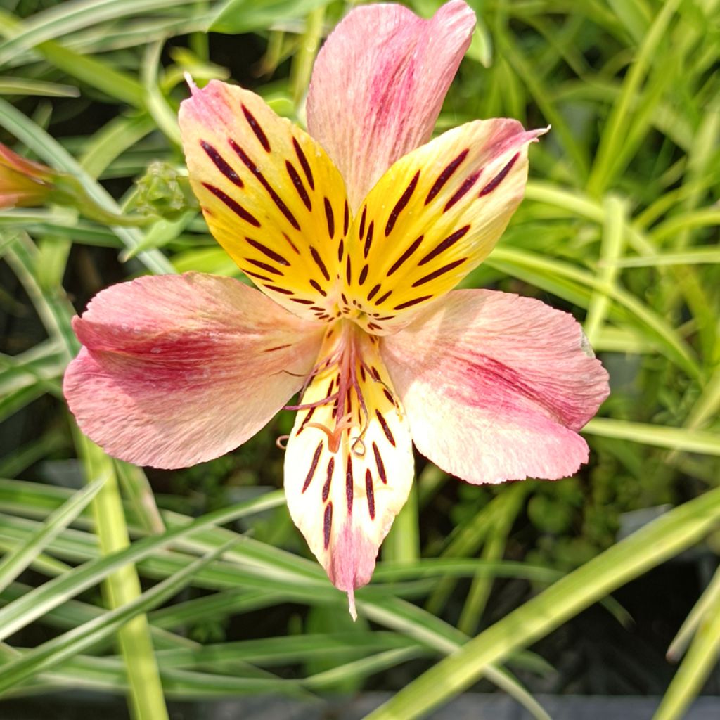 Alstroemeria Majestic Avrillé