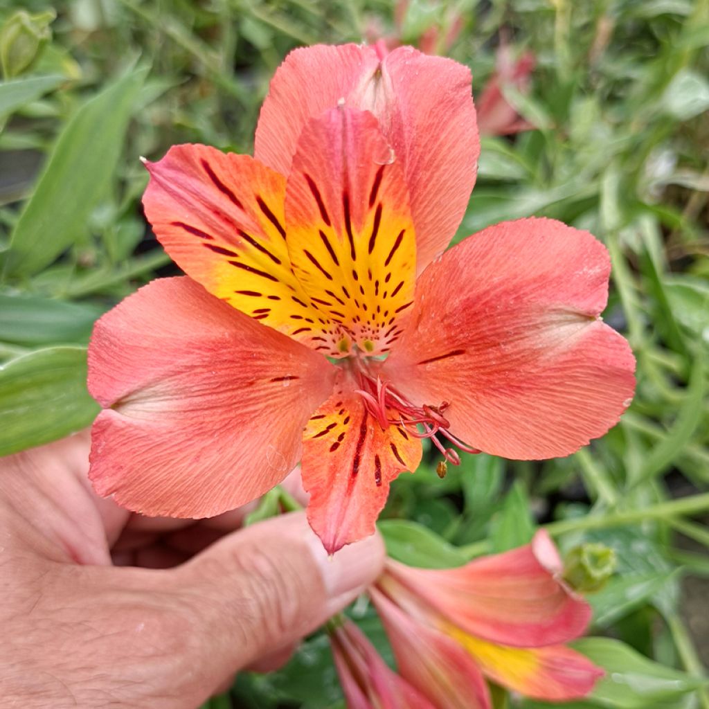 Alstroemeria Majestic Brissac