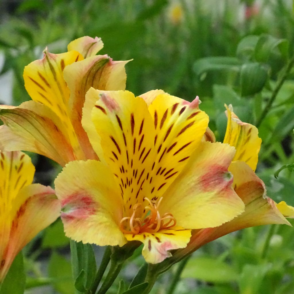 Alstroemeria Majestic Chartrené