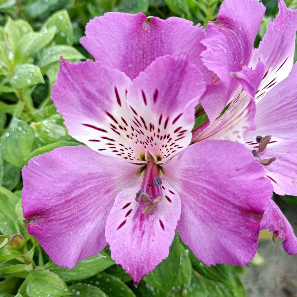 Alstroemeria Pitchounes Lucas