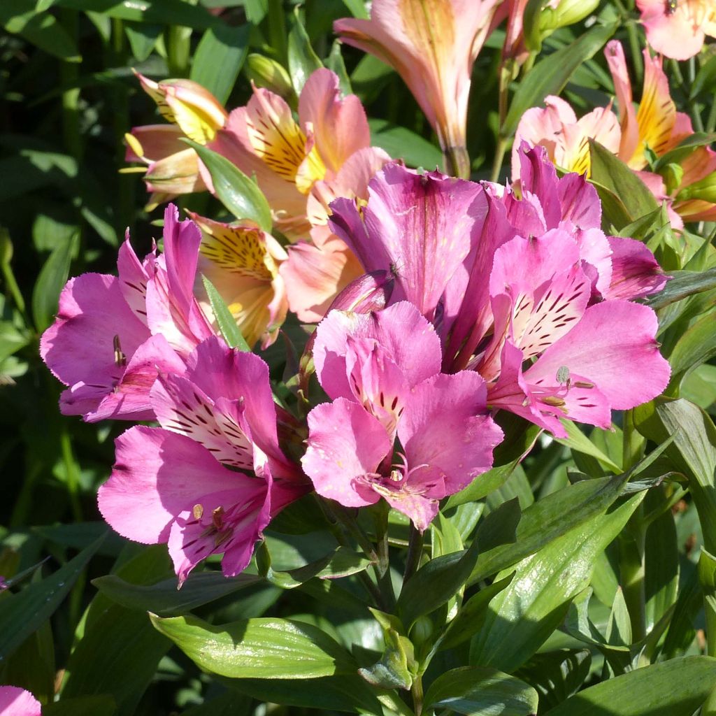 Alstroemeria Garden Summer Saint - Lis des Incas