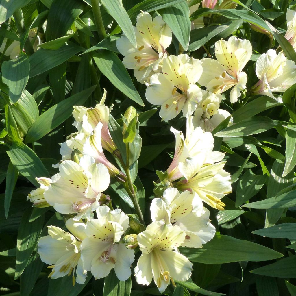 Alstroemeria Garden Summer Snow - Lis des Incas