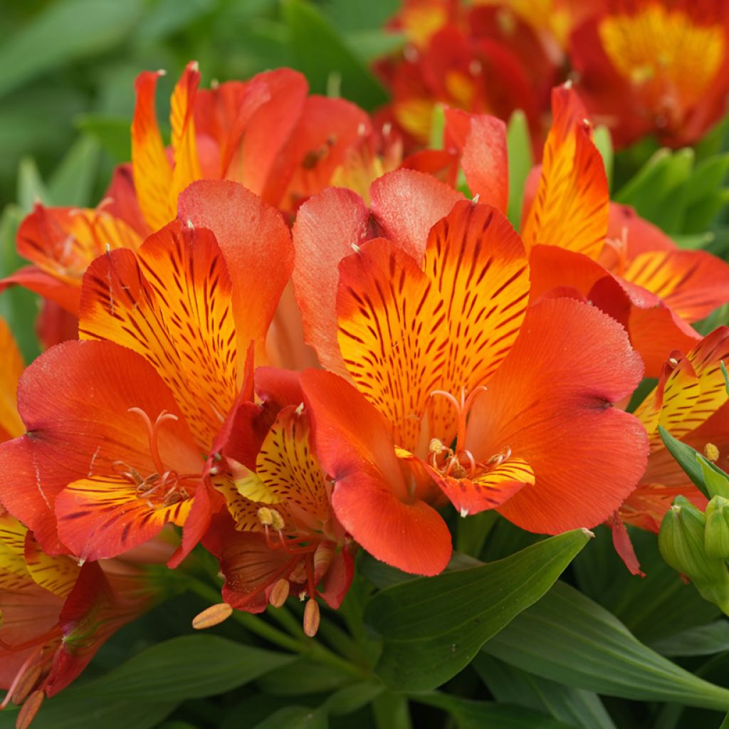 Alstroemeria Inca Classic