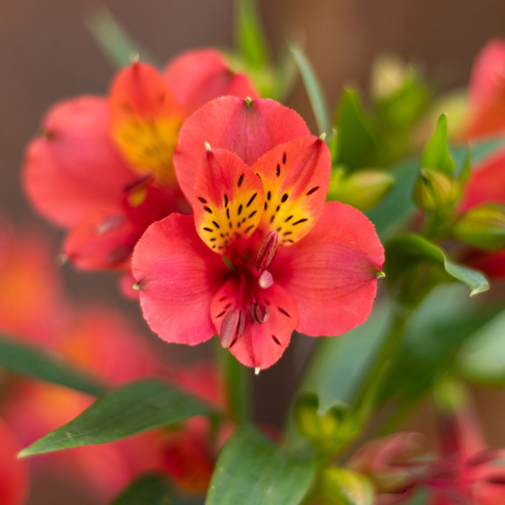 Alstroemeria Summer Paradise Summer Holiday