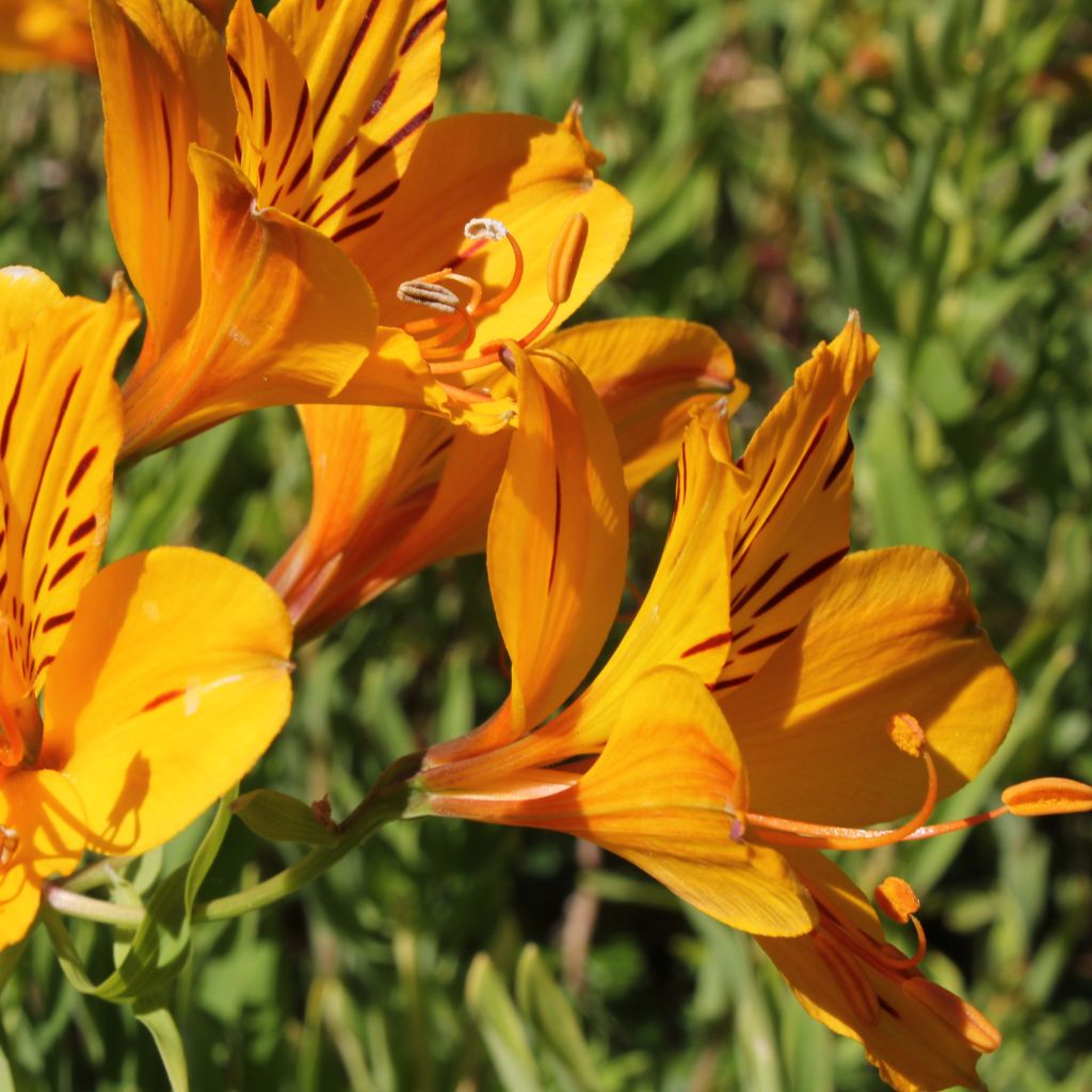 Alstroemeria aurantiaca