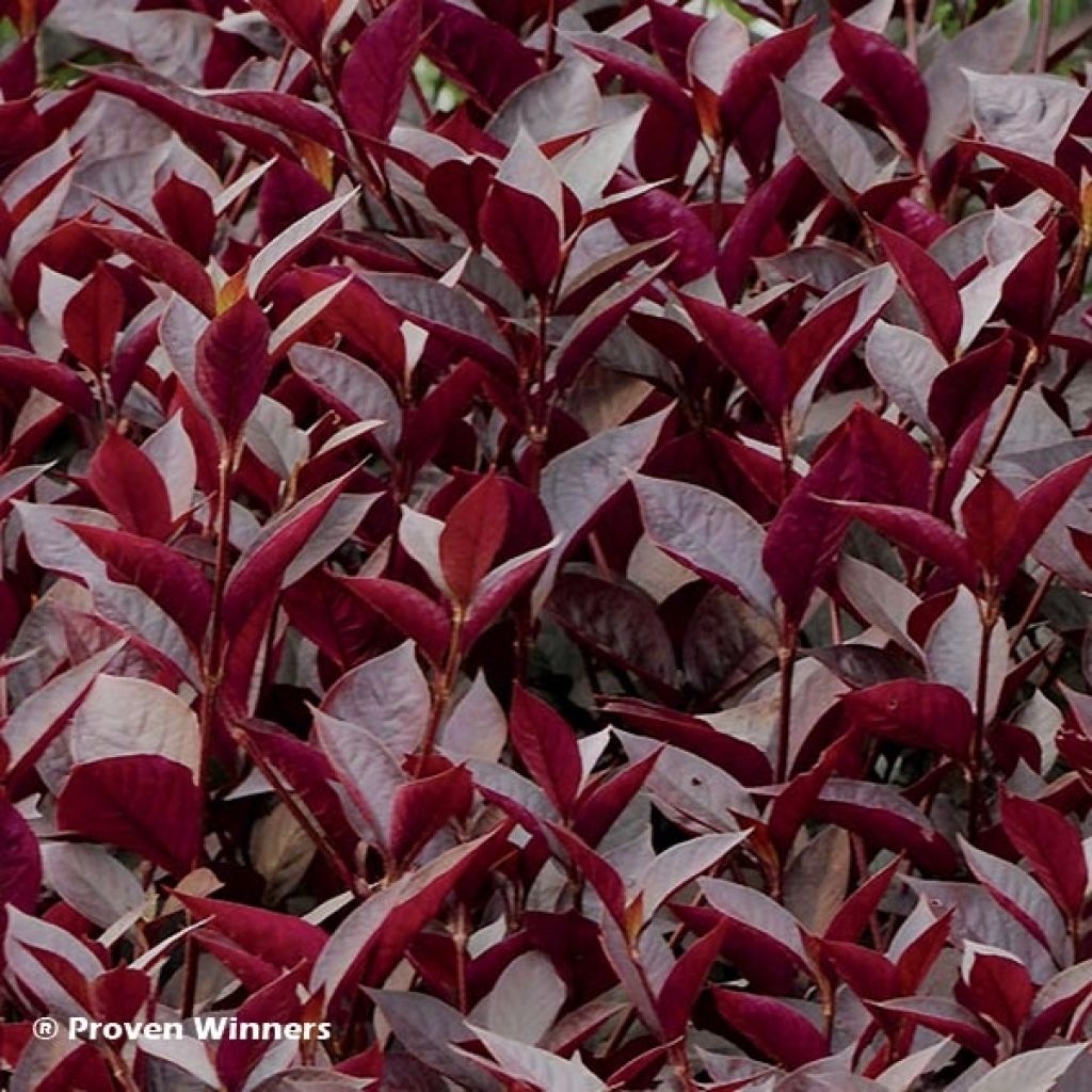 Alternanthera Purple Knight