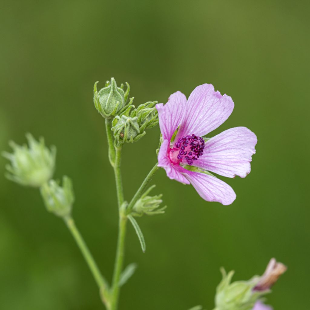 Althaea cannabina - Malva canapina