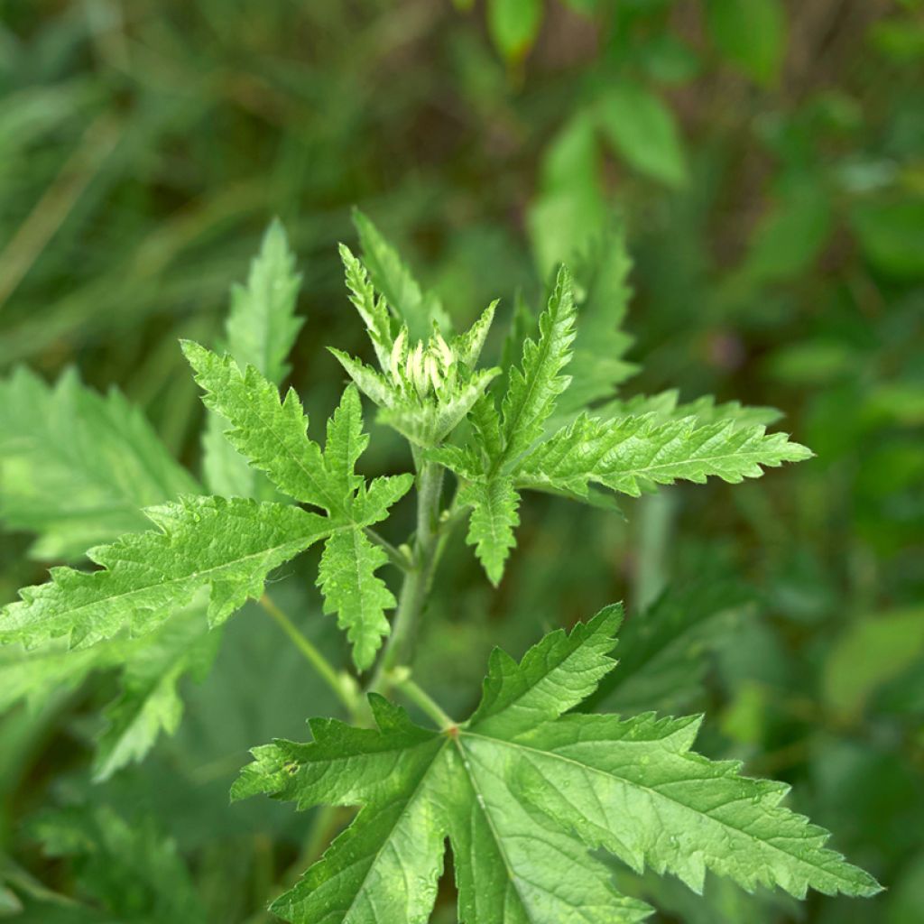 Althaea cannabina - Malva canapina