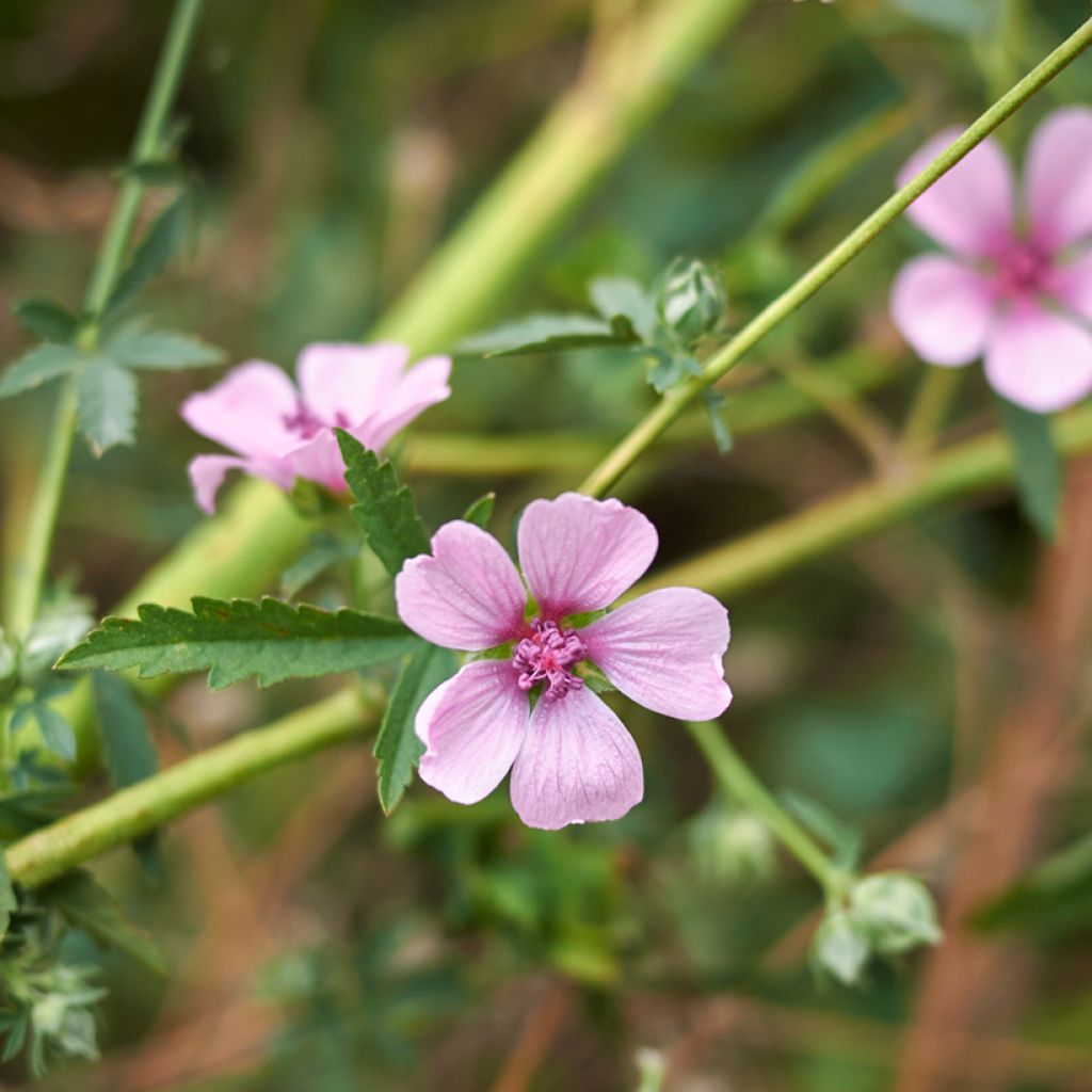 Althaea cannabina - Malva canapina