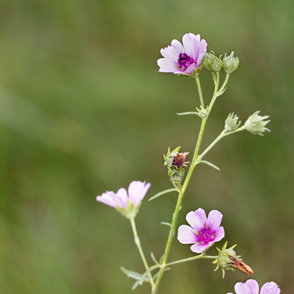 Althaea cannabina - Malva canapina